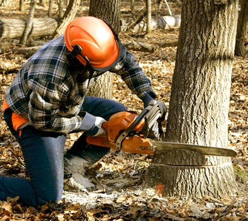 Tree Removal in Falmouth, MA